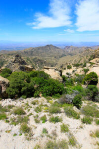 Arizona desert path with cacti and mountains