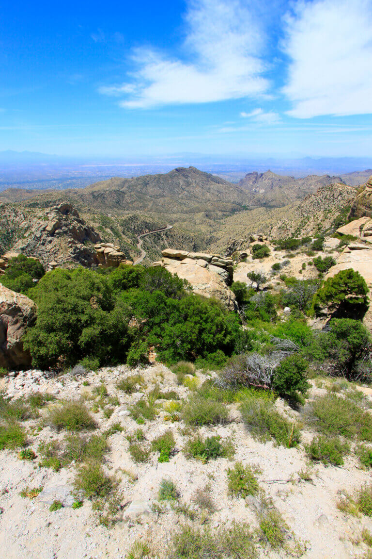 Arizona desert path with cacti and mountains