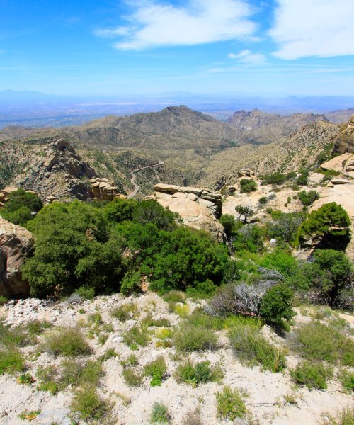 Arizona desert path with cacti and mountains